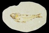 Bargain, Fossil Fish (Knightia) - Wyoming #150409-1